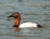 Drake Canvasback
