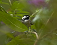 Chickadee