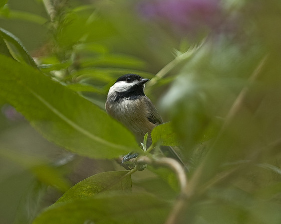 Chickadee