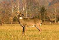 Deer