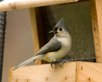 Titmouse