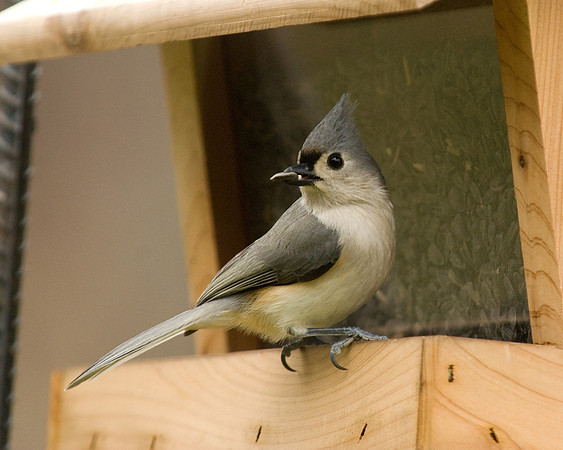 Titmouse