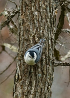 White Breasted Nuthatch