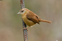Carolina Wren