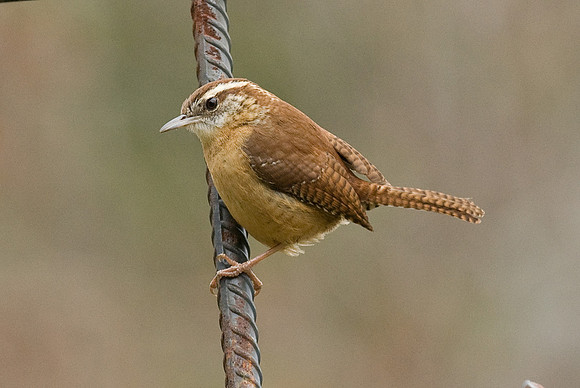 Carolina Wren