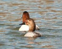 Hen Canvasback