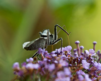 Bugs and stuff