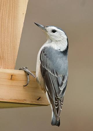 White Breasted Nuthatch
