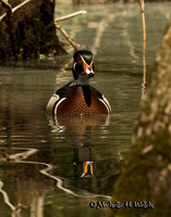 Waterfowl