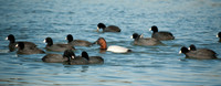 Big Can hiding in the coots.