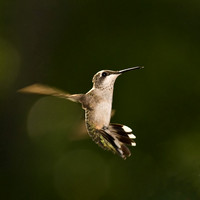 Hummingbird