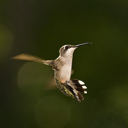 Hummingbird