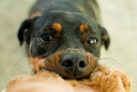 Imagine hearing her growl while she plays tug-o-war on her stuffed rabbit.