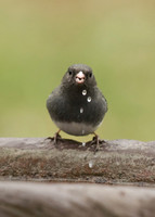 Dark Eyed Junco