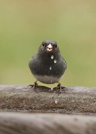 Dark Eyed Junco