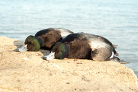 Greater Scaup